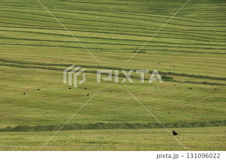 A field of grass with a few birds flying around A field of grass with a few birds flying around 131096022