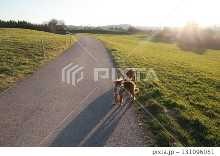 Three dogs are walking down a road in a grassy field Three dogs are walking down a road in a grassy field 131096081