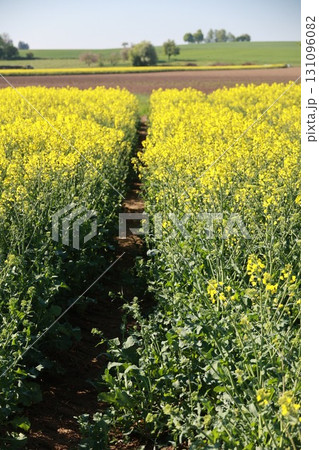 Field of yellow flowers with a path in the middle 131096082