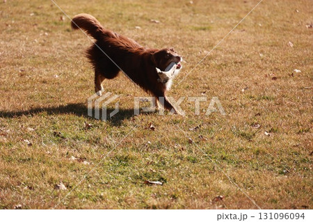 A brown dog is running in a field with a frisbee in its mouth 131096094