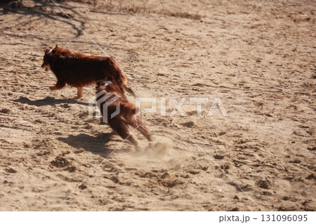 Two dogs are running in the sand Two dogs are running in the sand 131096095