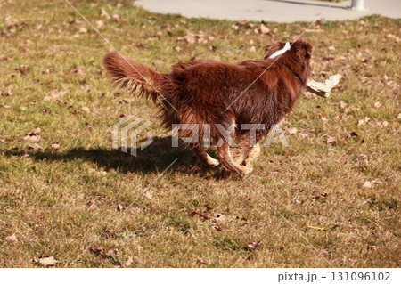A brown dog is running in a field with a stick in its mouth 131096102