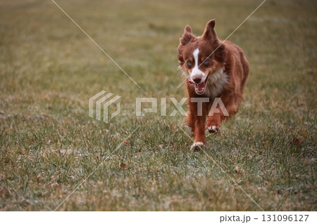 Brown and white dog is running through a field of grass Brown and white dog is running through a field of grass 131096127