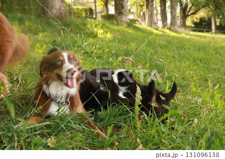 Two dogs are laying in the grass, one of which is licking the other Two dogs are laying in the grass, one of which is licking the other 131096138