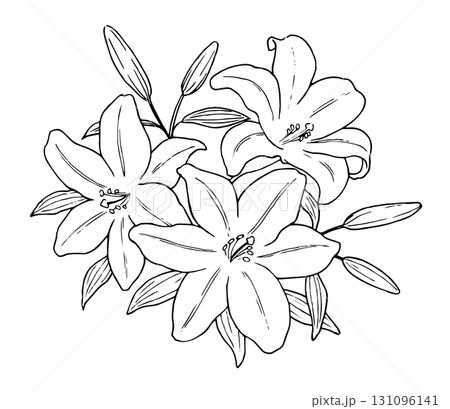 ユリの花の線画イラスト 131096141