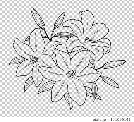 百合花線描插圖 百合花線描插圖 131096141