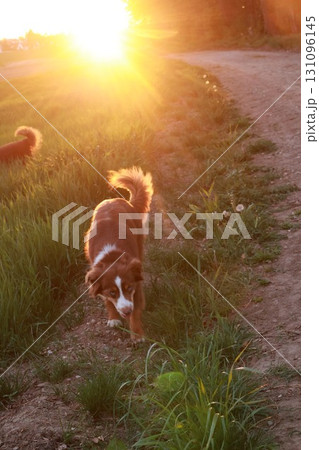 Dog is walking in a field with the sun shining on it 131096145