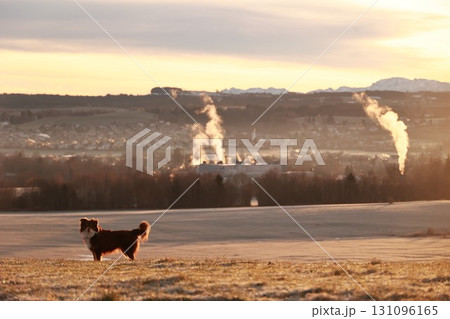 Dog is standing in a field with a beautiful sunset in the background 131096165