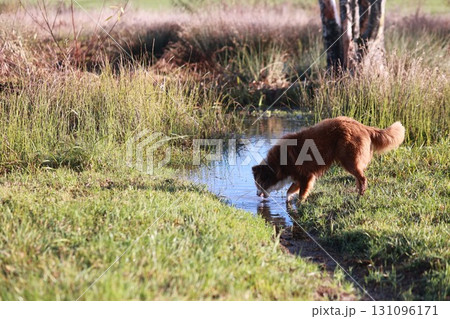 A dog is drinking water from a stream in a grassy field A dog is drinking water from a stream in a grassy field 131096171
