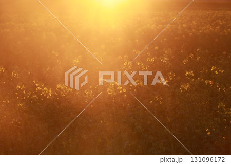 Field of yellow flowers with the sun shining on them Field of yellow flowers with the sun shining on them 131096172