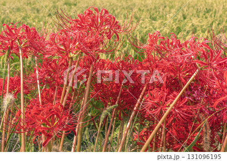田圃の畦に咲く彼岸花 131096195