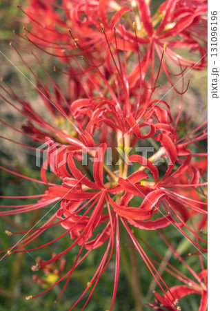 田圃の畦に咲く彼岸花 131096196