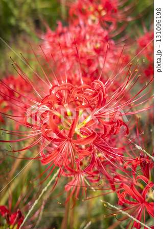 田圃の畦に咲く彼岸花 田圃の畦に咲く彼岸花 131096198