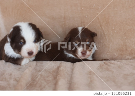 Two puppies are laying on a couch Two puppies are laying on a couch 131096231