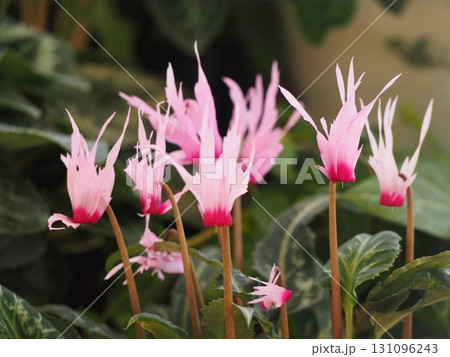 変り咲きのシクラメン　ピーコック 131096243