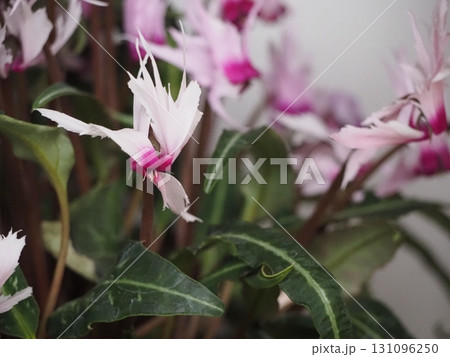 変り咲きのシクラメン　ピーコック 131096250
