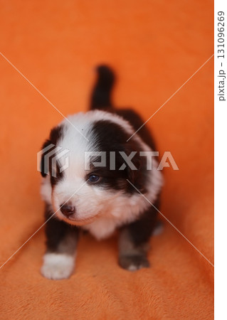 A small puppy with brown and white fur is standing on an orange background A small puppy with brown and white fur is standing on an orange background 131096269