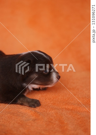 A small brown and white puppy is laying on an orange blanket 131096271