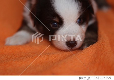A small puppy is laying on an orange blanket 131096299