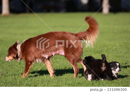 A brown dog is walking with two puppies behind it 131096300