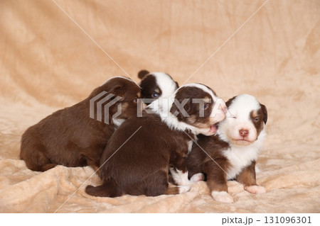 Four puppies are sitting on a blanket, with one of them having its eyes closed 131096301