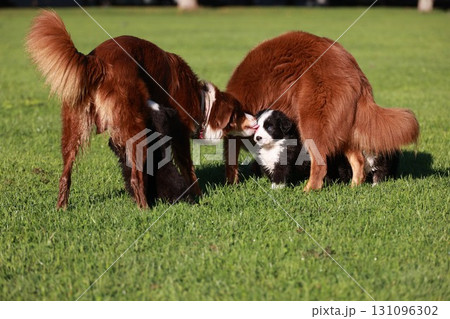 Three dogs are playing in a grassy field Three dogs are playing in a grassy field 131096302
