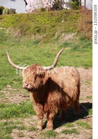 Brown and white yak stands in a field Brown and white yak stands in a field 131096309