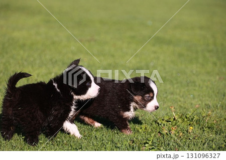 Two puppies running on a green field 131096327