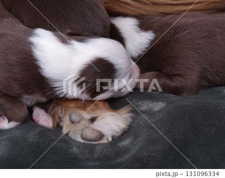 Two puppies are sleeping on a blanket Two puppies are sleeping on a blanket 131096334