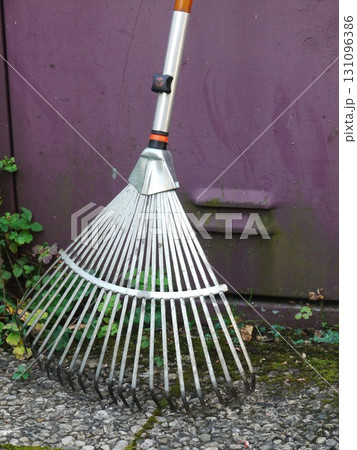 Metal rake with a wooden handle is leaning against a purple wall 131096386