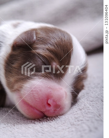 A puppy is sleeping on a blanket A puppy is sleeping on a blanket 131096404