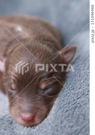 A brown puppy is sleeping on a blue blanket A brown puppy is sleeping on a blue blanket 131096466