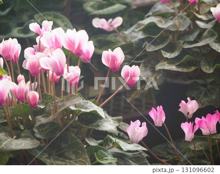ピンクのシクラメン 131096602