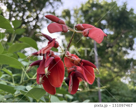 木に咲く赤い花 アメリカデイゴ 木に咲く赤い花 アメリカデイゴ 131097467