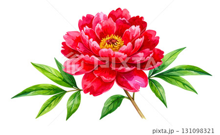 赤い牡丹の花、水彩画イラスト 131098321