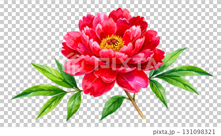 赤い牡丹の花、水彩画イラスト 131098321
