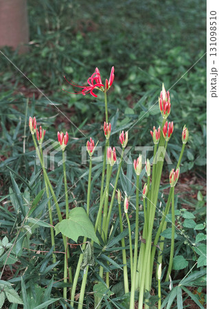 多々良沼公園 彫刻の小径で開花途中の彼岸花 多々良沼公園 彫刻の小径で開花途中の彼岸花 131098510