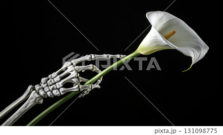 Skeleton hand delicately holding a white calla lily against a black background Skeleton hand delicately holding a white calla lily against a black background 131098775