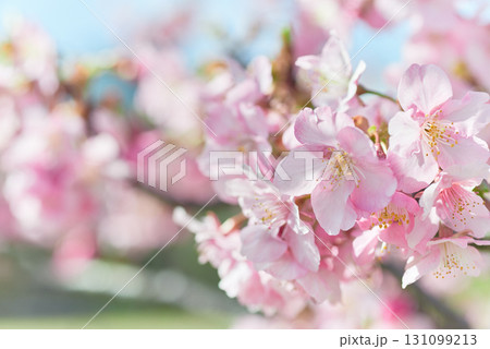 満開に咲いたピンクの桜の花 131099213