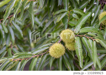 クリの木 栗 くり 秋 素材 クリの木 栗 くり 秋 素材 131099923
