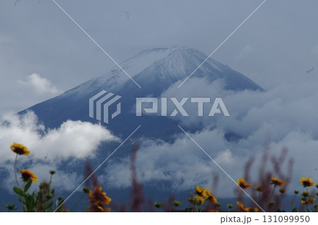 富士山と雲とキバナコスモスの風景 131099950