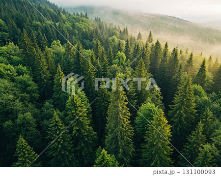 Lush Forest Landscape. Serene Green Nature Background, The Beauty of Forests. AI Generated. 131100093