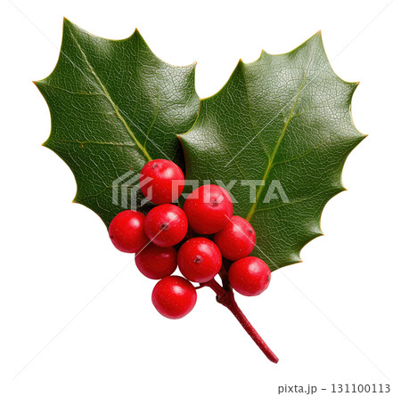 Holly Leaves Red Berries Holly Leaves Red Berries 131100113