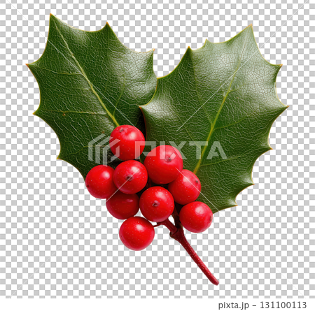 Holly Leaves Red Berries Holly Leaves Red Berries 131100113