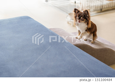 ソファーの前のペット用のスロープと犬 ソファーの前のペット用のスロープと犬 131100484