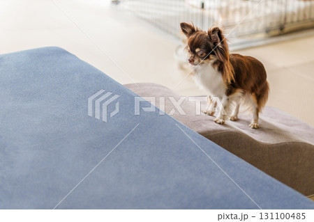 ソファーの前のペット用のスロープと犬 131100485