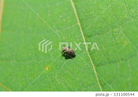 短翅型のゴマフウンカのアップ 131100544