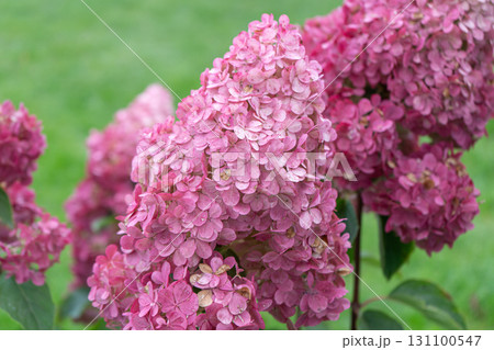 Close up of hydrangea flower. Hydrangea paniculata. Red flowers. High quality photo 131100547