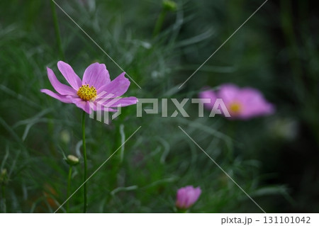 秋風に揺れて咲く 131101042