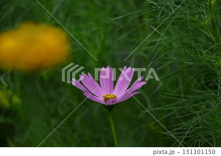 秋風に揺れて咲く 131101150